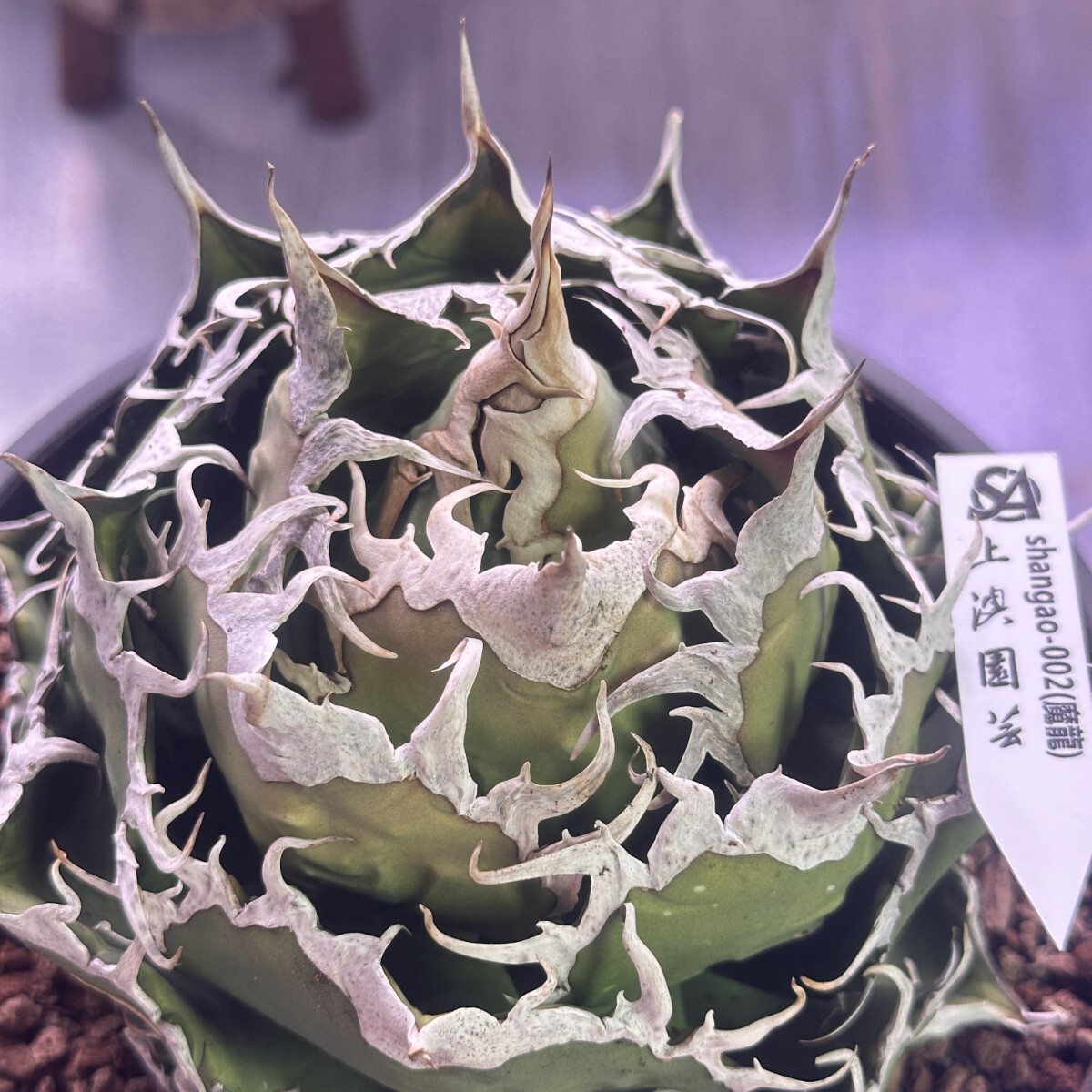 761【上澳園芸】 アガベ チタノタ shangao-002 魔龍 優良血統 761【上澳園芸】 アガベ チタノタ shangao-002 魔龍 優良血統