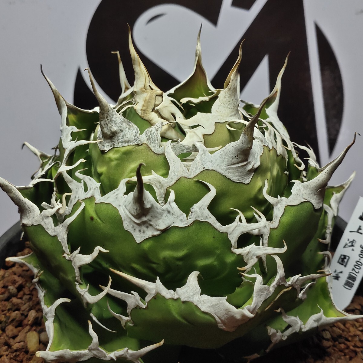 740【上澳園芸】 アガベ チタノタ shangao-002 魔龍 優良血統 740【上澳園芸】 アガベ チタノタ shangao-002 魔龍 優良血統