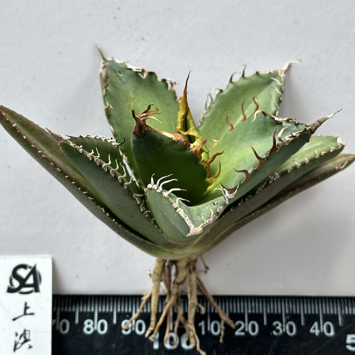 740【上澳園芸】 アガベ チタノタ shangao-002 魔龍 優良血統 740【上澳園芸】 アガベ チタノタ shangao-002 魔龍 優良血統