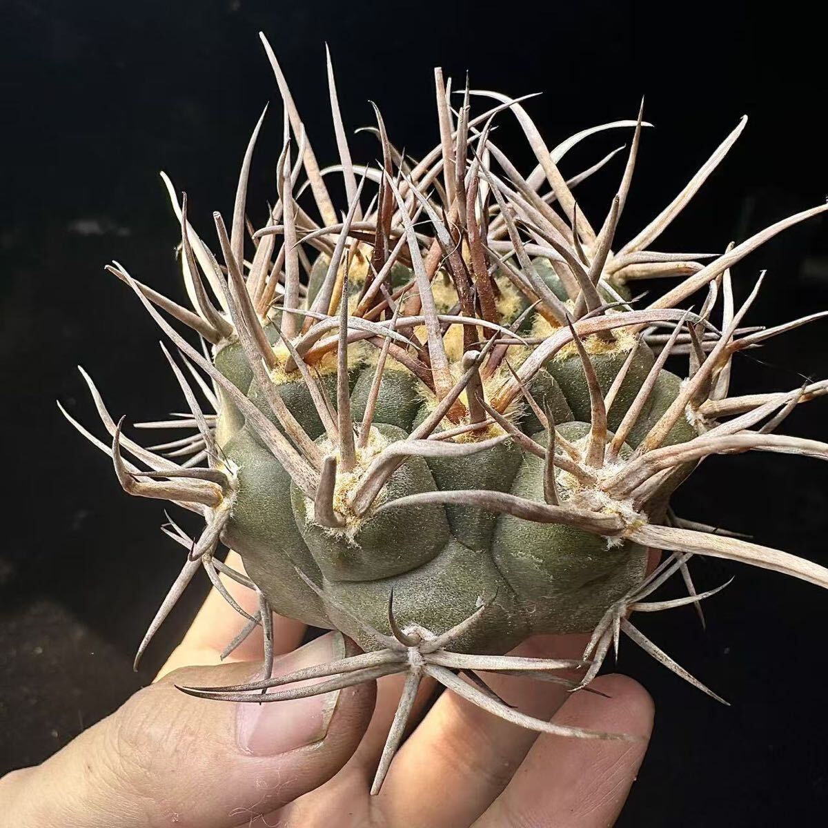 130G サボテン 多肉植物 ギムノカリキウム 守金魔天竜