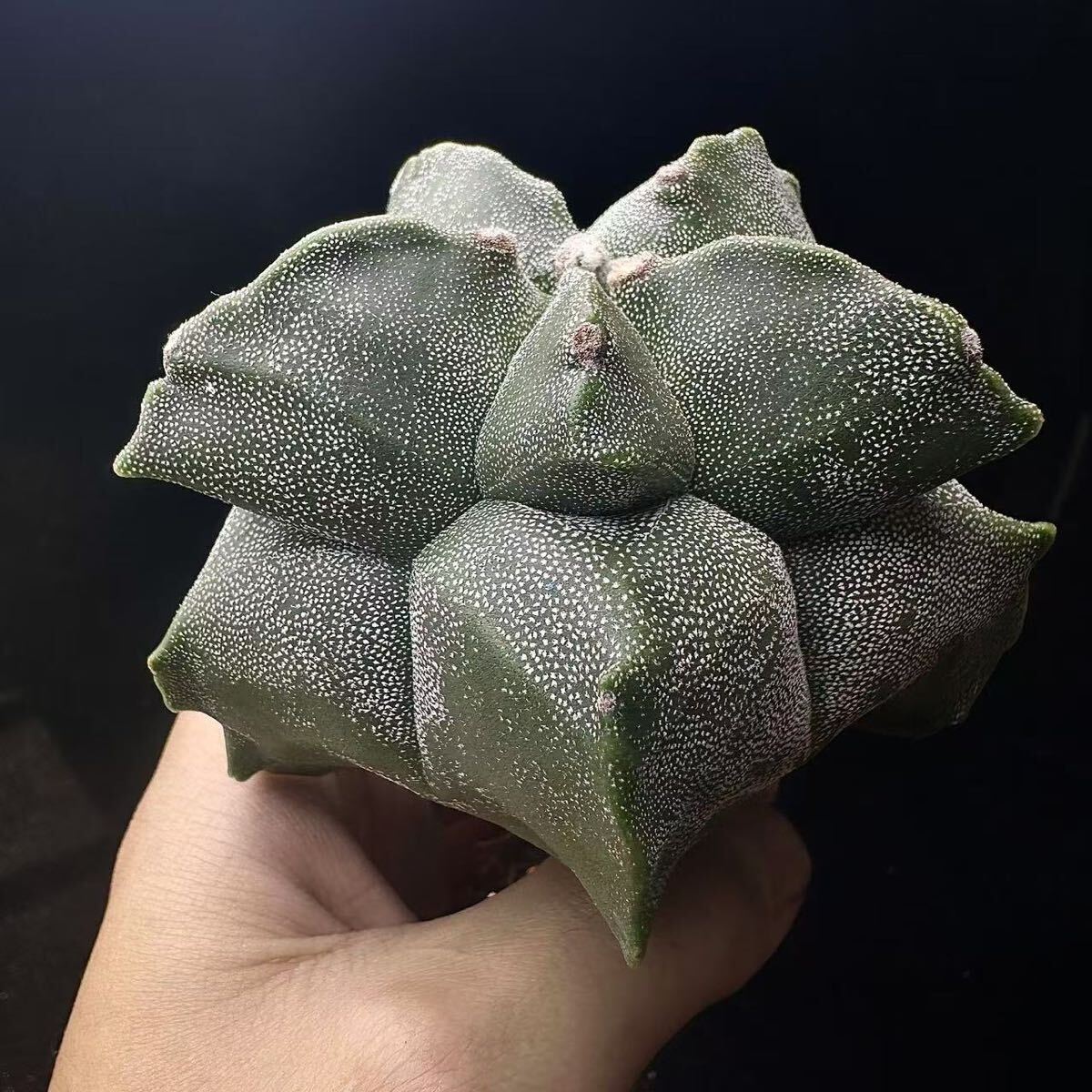 145G Astrophytum myriostigma サボテン アストロフィツム 角鸞鳳玉　実生 モンスト