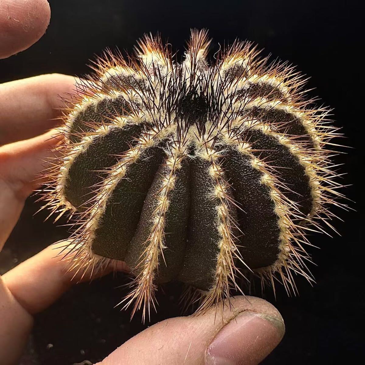 165G サボテン 多肉植物 ユーベルマニア ペクチニフェラ　Uebelmannia pectinifera 
