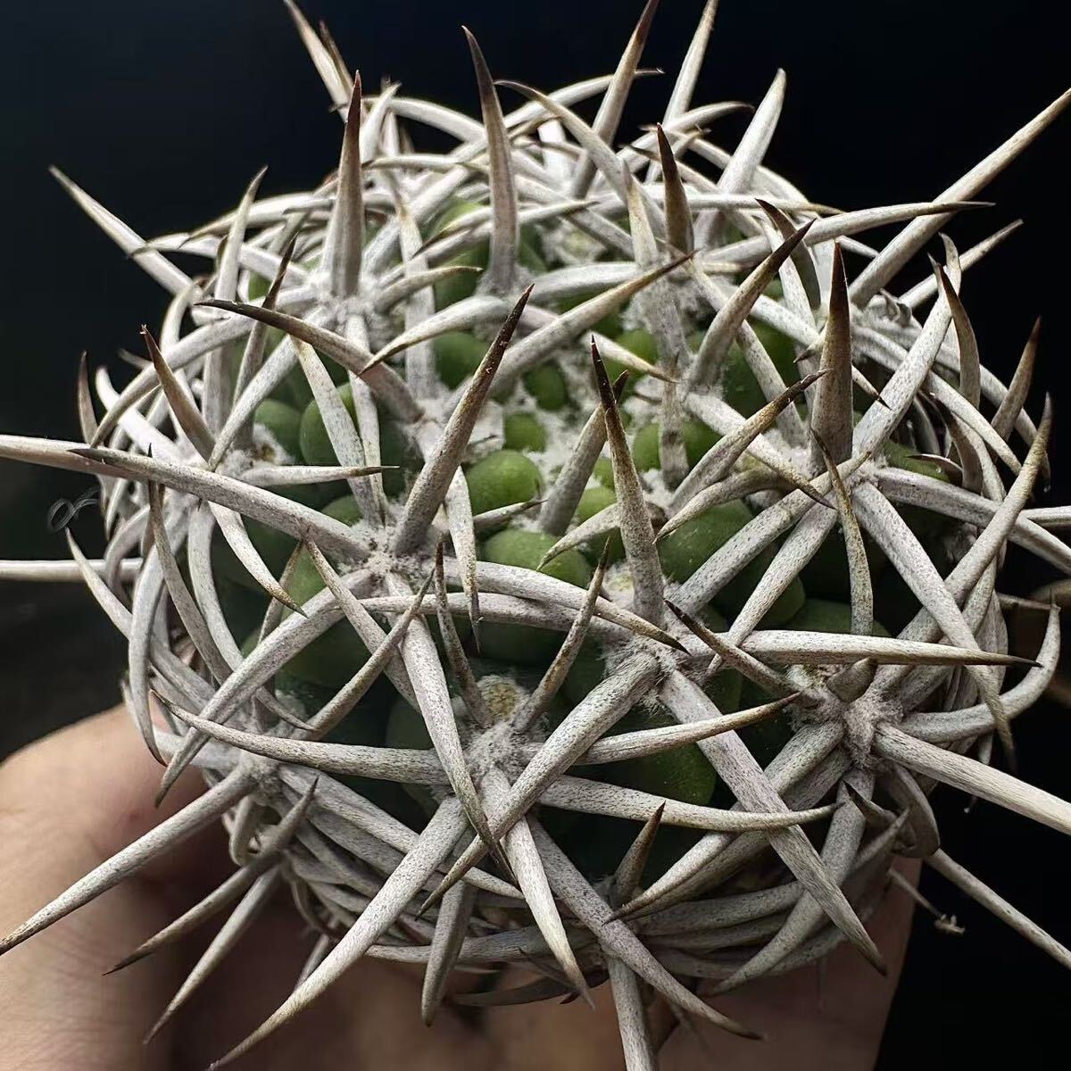 167Gサボテン 多肉植物 ギムノカリキュウム フェロシオール　強白刺 Gymnocalycium hybopleurum v.ferocior seedlings