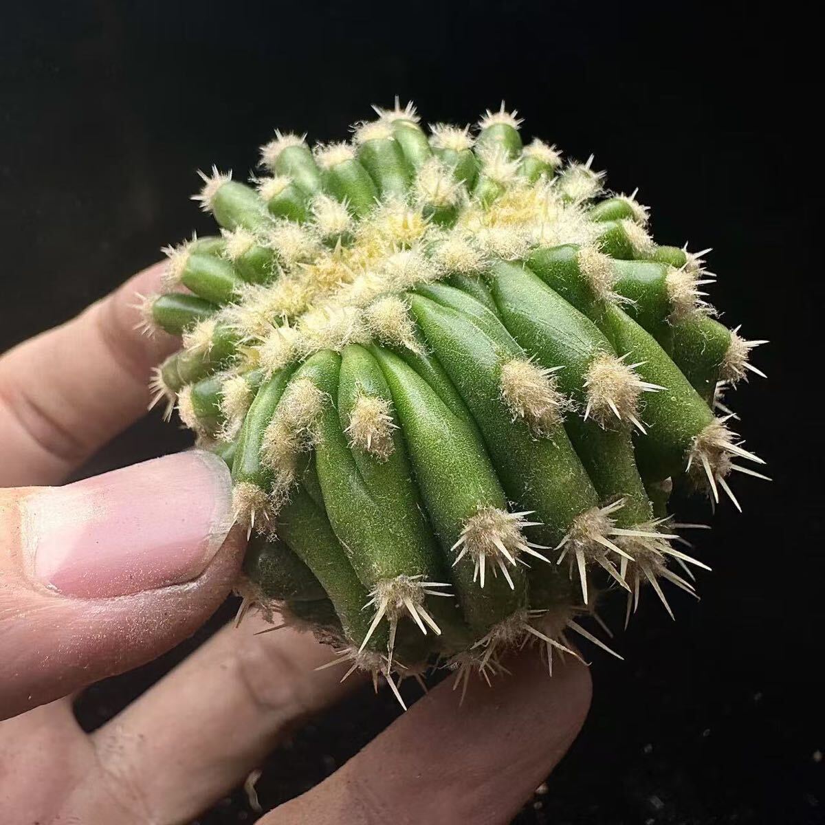 176G サボテン多肉植物 短刺金鯱 綴化 Echinocactus grusonii v
