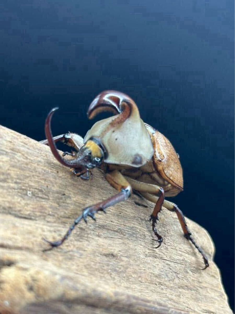 ゴロファ クラビゲール　幼虫５匹