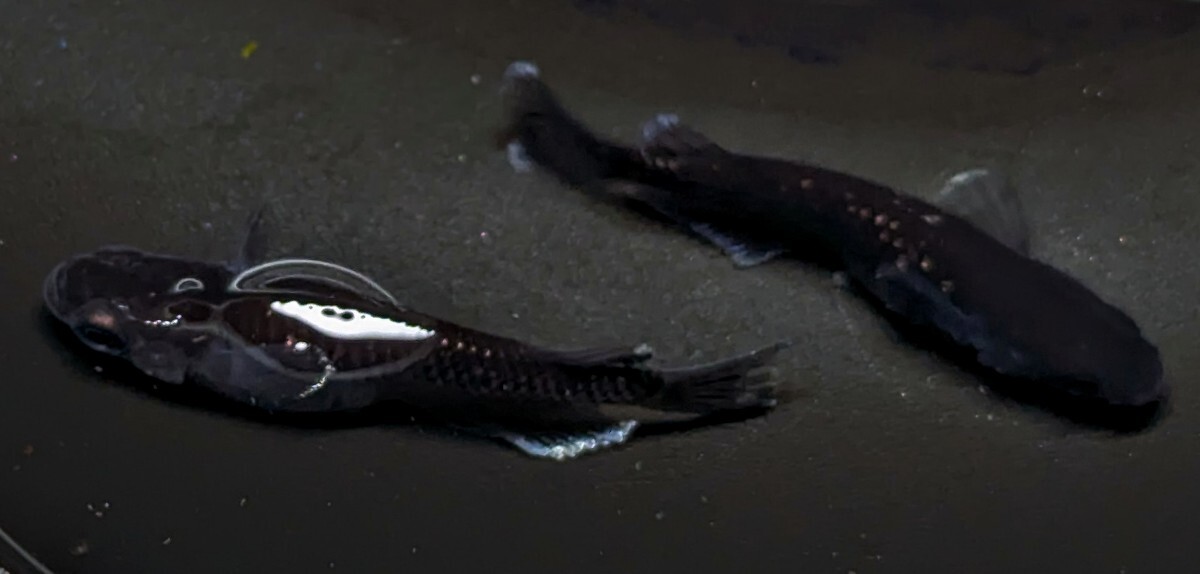 現物出品　若魚　曜変天目　オス1　メス1　めだか　メダカ 