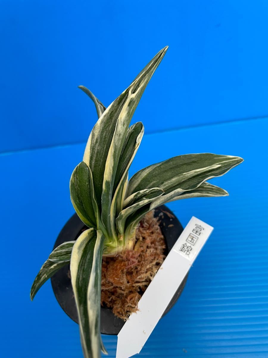 万年青「富国錦」 富国錦 (ふこくにしき) Fukokunishiki – おもとの豊明園（ほう