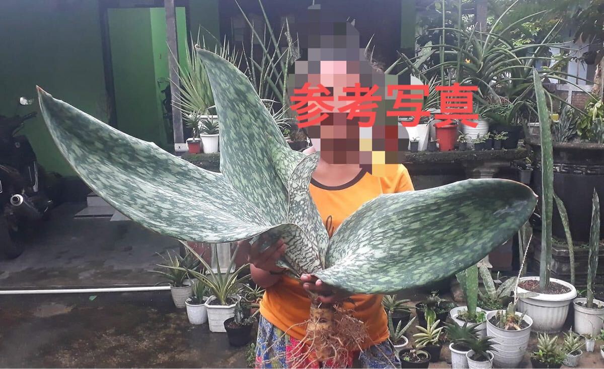 サンスベリア SANSEVIERIA Sp AUBRYTHIANA 'LURIK' Super Rare サンスベリア SANSEVIERIA Sp AUBRYTHIANA 'LURIK' Super Rare