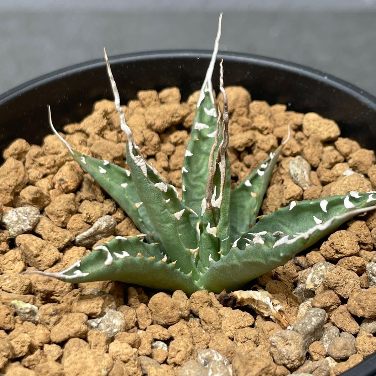 アガベ ユタエンシス エボリスピナ 実生株 Agave utahensis アガベ ユタエンシス エボリスピナ 実生株 Agave utahensis