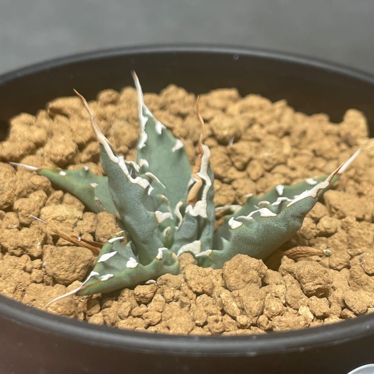 アガベ ユタエンシス エボリスピナ 実生株 Agave utahensis アガベ ユタエンシス エボリスピナ 実生株 Agave utahensis