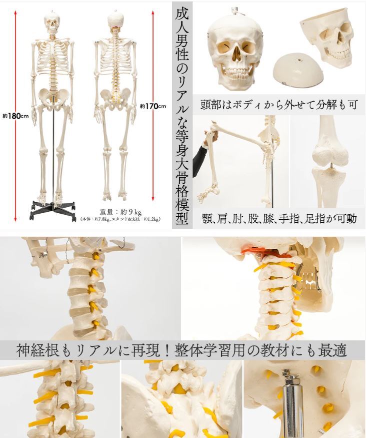 205#1743 人体模型 解剖学モデル 医学教育用模型 人体解剖模型 205#1743 人体模型 解剖学モデル 医学教育用模型 人体解剖模型