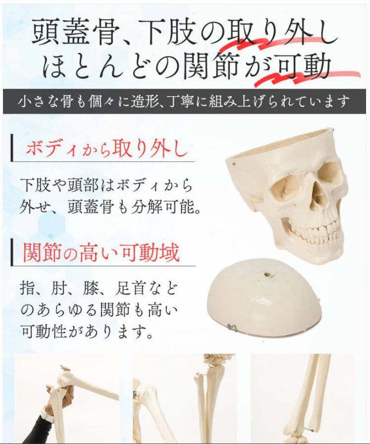 205#1743 人体模型 解剖学モデル 医学教育用模型 人体解剖模型 205#1743 人体模型 解剖学モデル 医学教育用模型 人体解剖模型