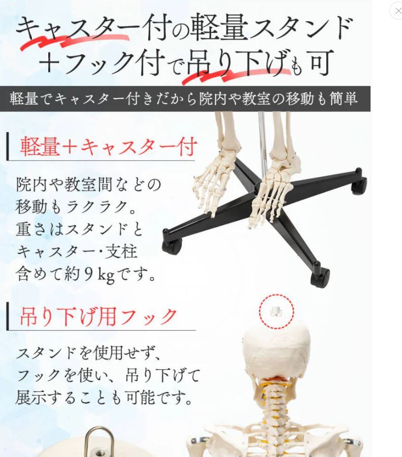 205#1743 人体模型 解剖学モデル 医学教育用模型 人体解剖模型 205#1743 人体模型 解剖学モデル 医学教育用模型 人体解剖模型
