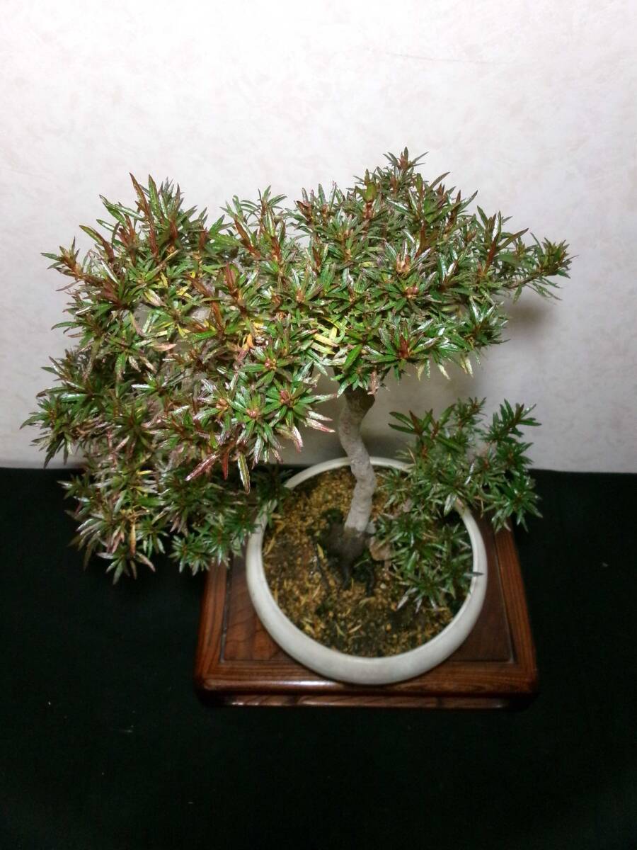 超希少 古木感上々 皐月 小田汲 根張り良い足元 風流な文人木 双 超希少 古木感上々 皐月 小田汲 根張り良い足元 風流な文人木 双