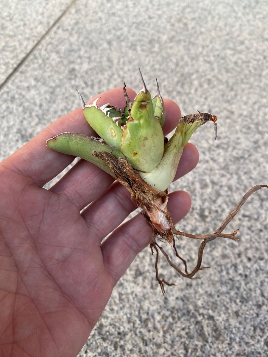 Yahoo!オークション - ♂ アガベ チタノタ OSP選抜株 伐折羅