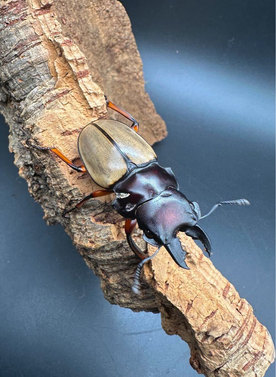 フェモラリスツヤクワガタ 成虫♀×2匹|クワガタムシ フェモラリスツヤクワガタ 成虫♀×2匹|クワガタムシ