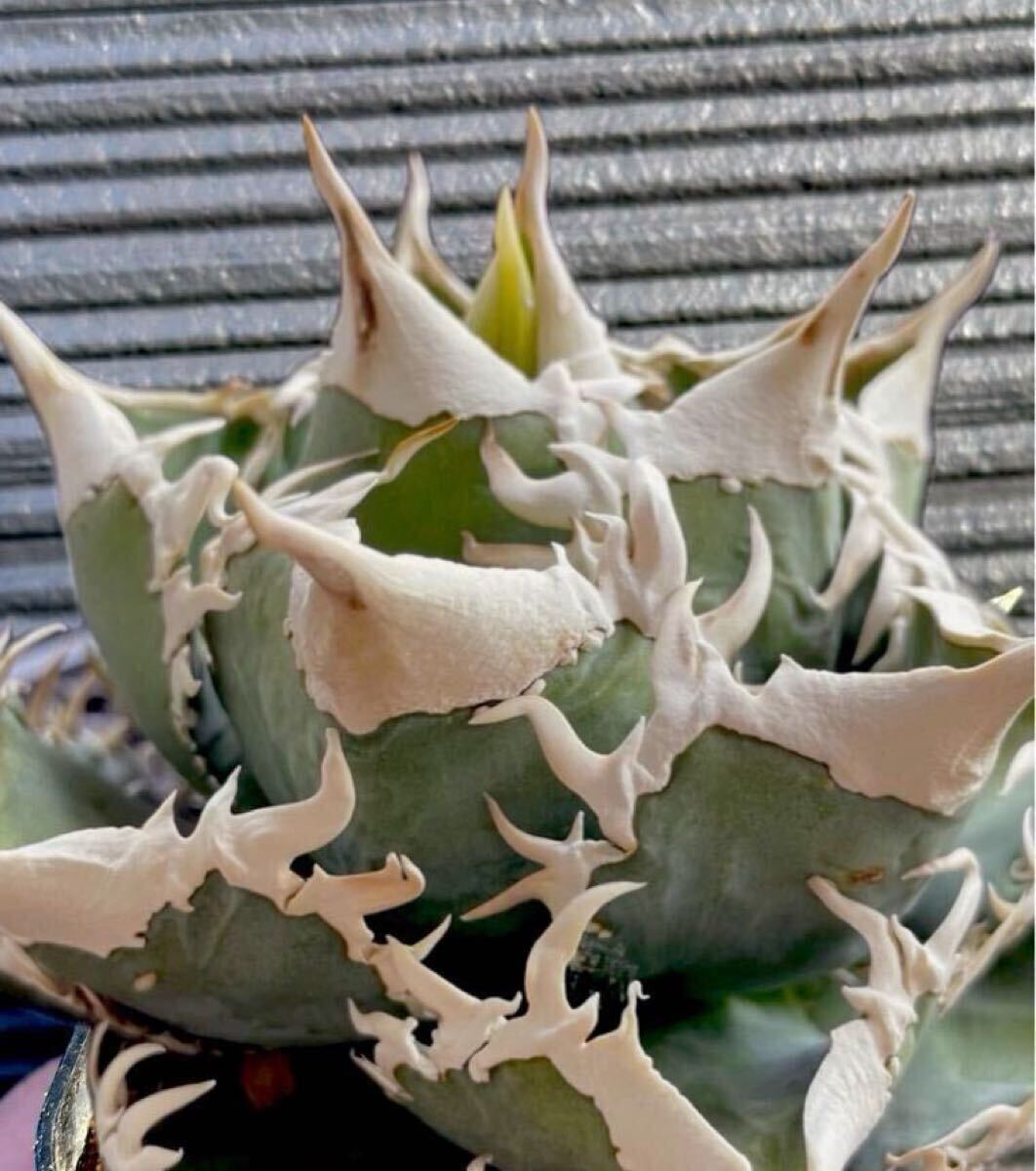 アガベ 大白鯊 ホホジロザメ チタノタ 子株 限定 1株のみ アガベ 大白鯊 ホホジロザメ チタノタ 子株 限定 1株のみ