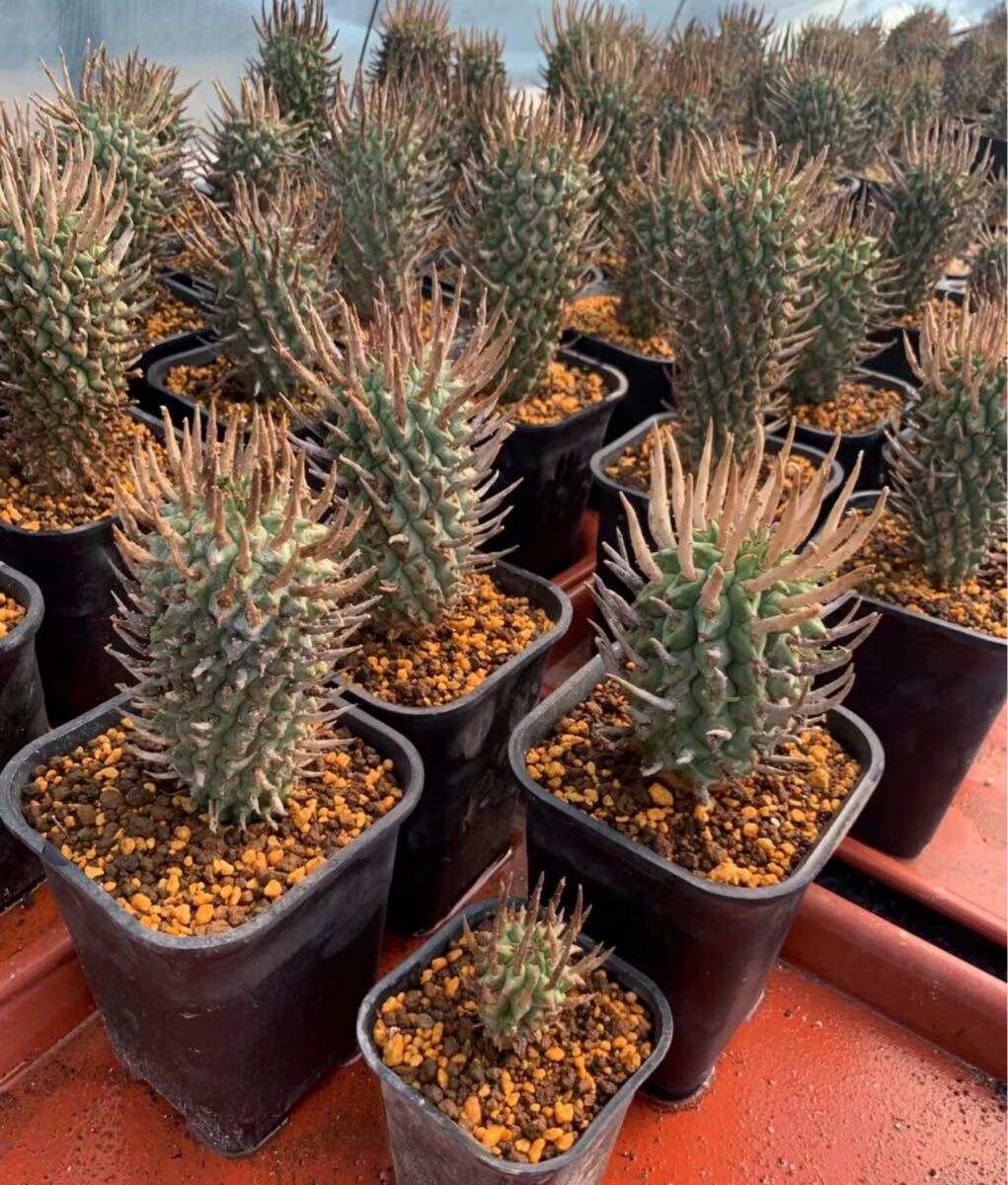 No.254 闘牛角 ユーフォルビア スコエンランディEuphorbia