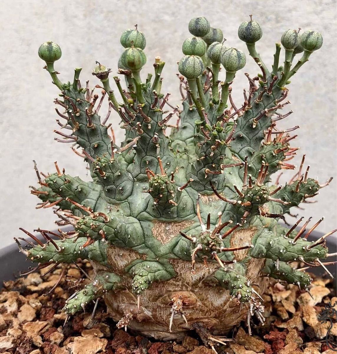 No.184 特選 ユーフォルビア デセプタ/Euphorbia decepta/希少種子5粒