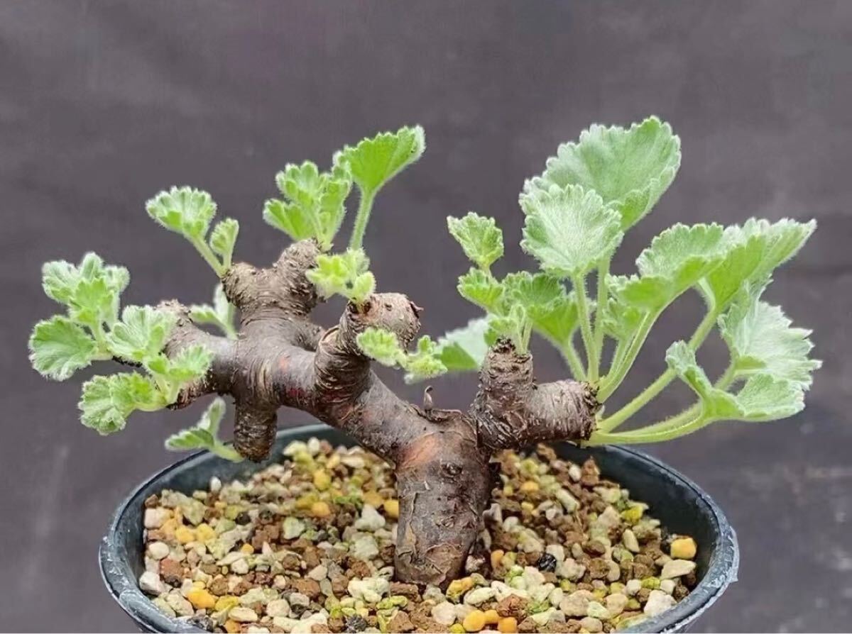 No.065 特選 多肉植物 塊根 Pelargonium mirabile ペラルゴニウム ミラビレ サボテン コーデックス 塊茎2株