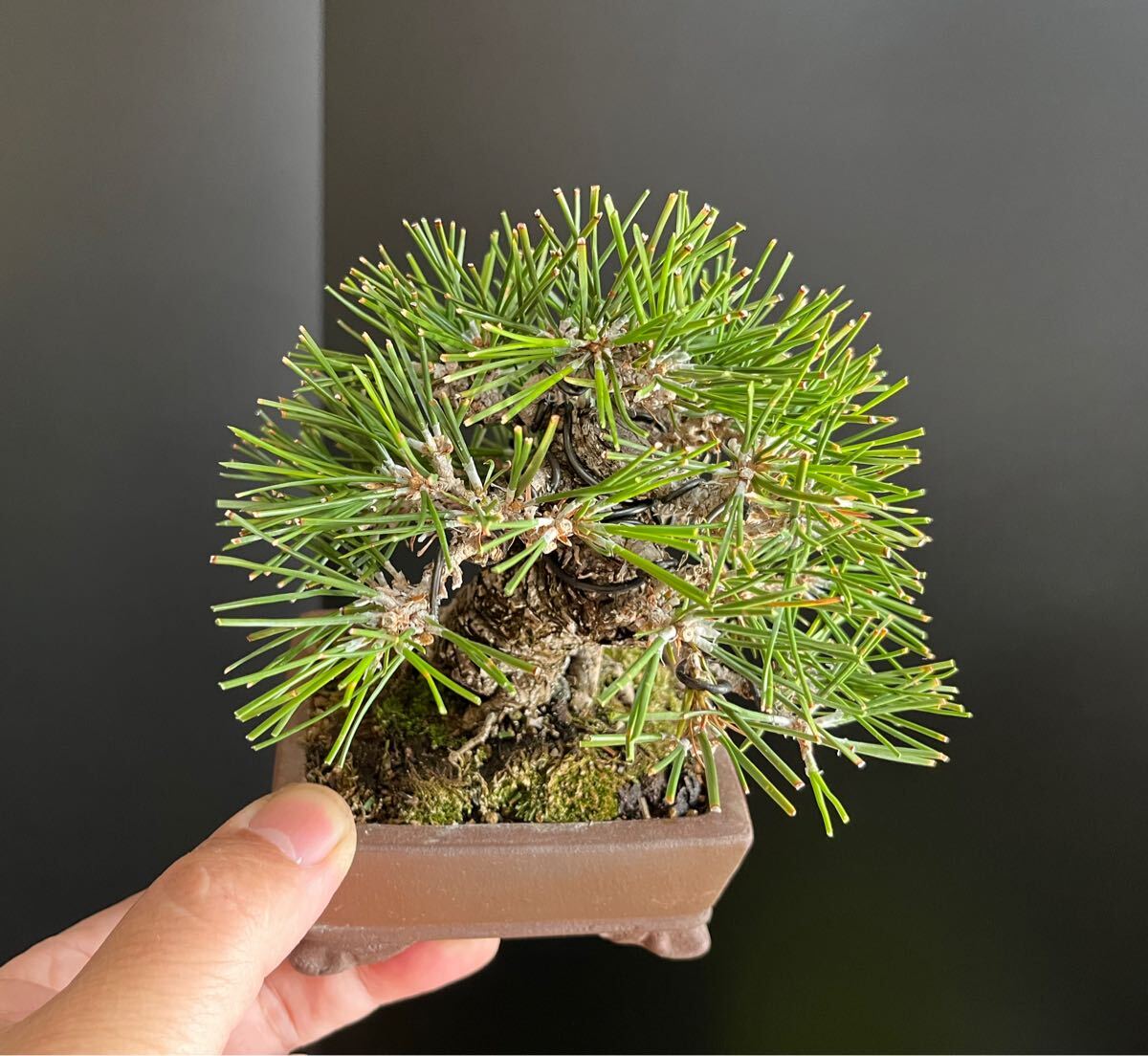 黒松盆栽 太幹 ミニ盆栽 小品盆栽 樹高葉先まで10.5cm サイズ 黒松盆栽 太幹 ミニ盆栽 小品盆栽 樹高葉先まで10.5cm サイズ