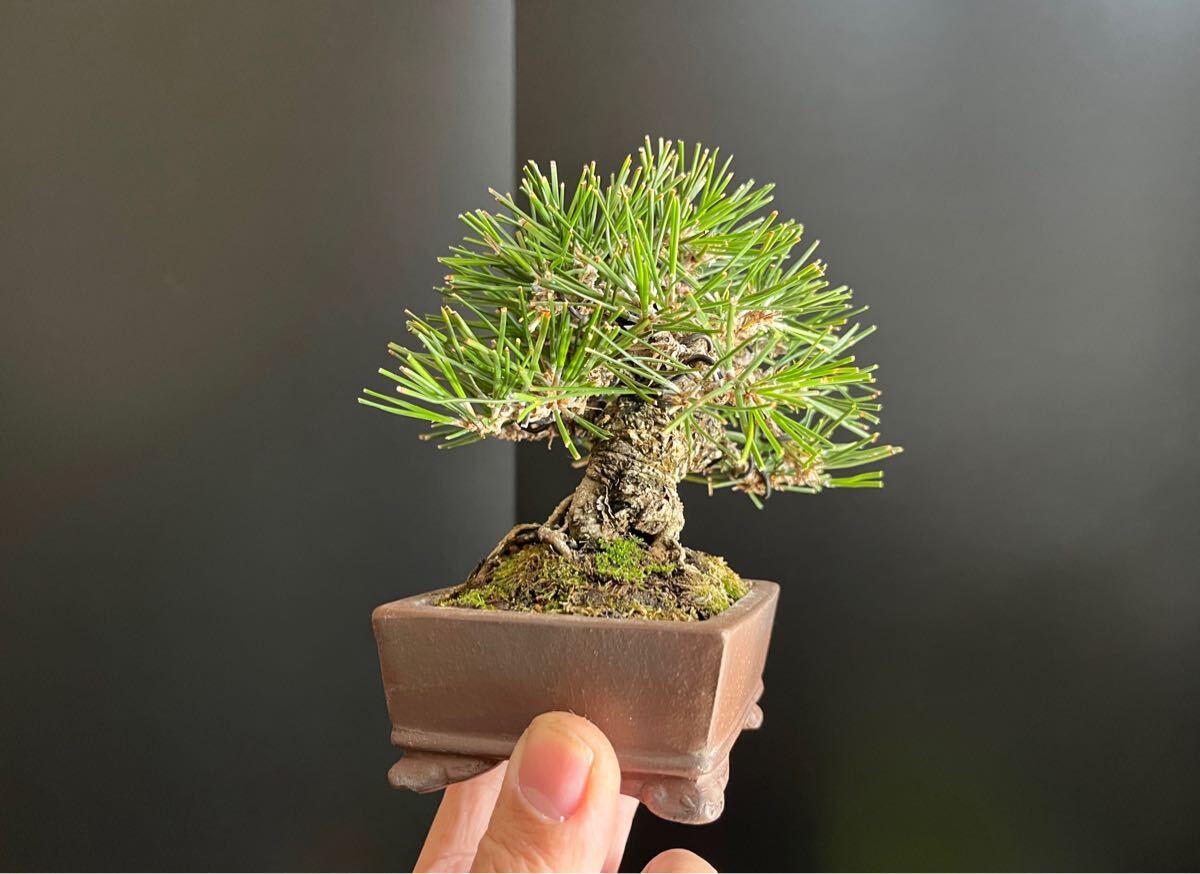 黒松盆栽 太幹 ミニ盆栽 小品盆栽 樹高葉先まで10.5cm サイズ 黒松盆栽 太幹 ミニ盆栽 小品盆栽 樹高葉先まで10.5cm サイズ