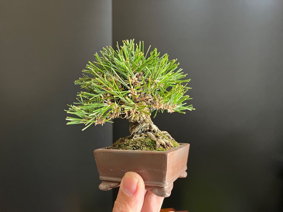 黒松盆栽 太幹 ミニ盆栽 小品盆栽 樹高葉先まで10.5cm サイズ 黒松盆栽 太幹 ミニ盆栽 小品盆栽 樹高葉先まで10.5cm サイズ