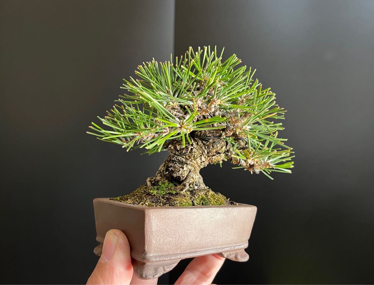 黒松盆栽 太幹 ミニ盆栽 小品盆栽 樹高葉先まで10.5cm サイズ 黒松盆栽 太幹 ミニ盆栽 小品盆栽 樹高葉先まで10.5cm サイズ