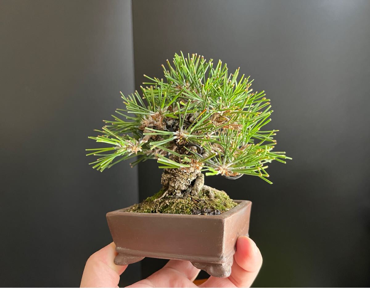 黒松盆栽 太幹 ミニ盆栽 小品盆栽 樹高葉先まで10.5cm サイズ