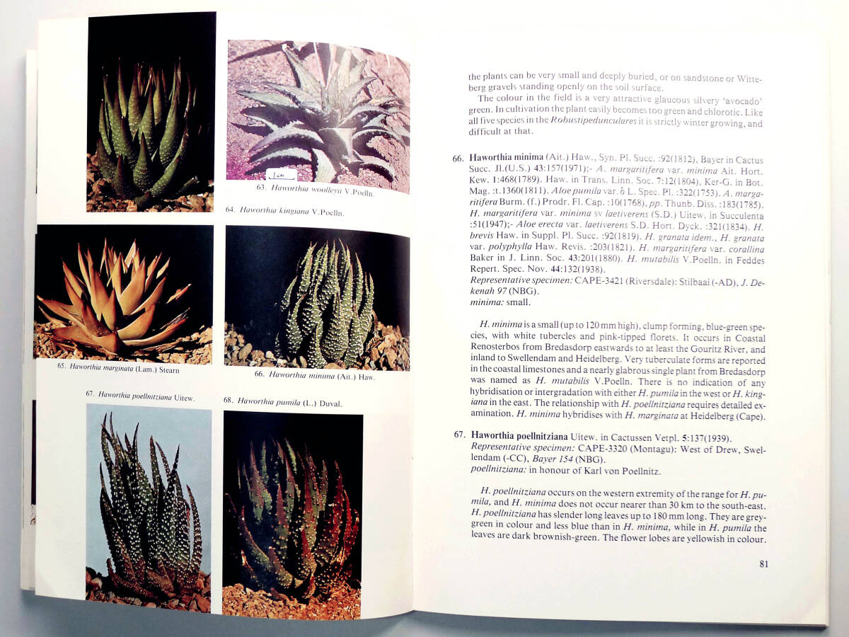 Haworthia Revisited ハオルチア 洋書