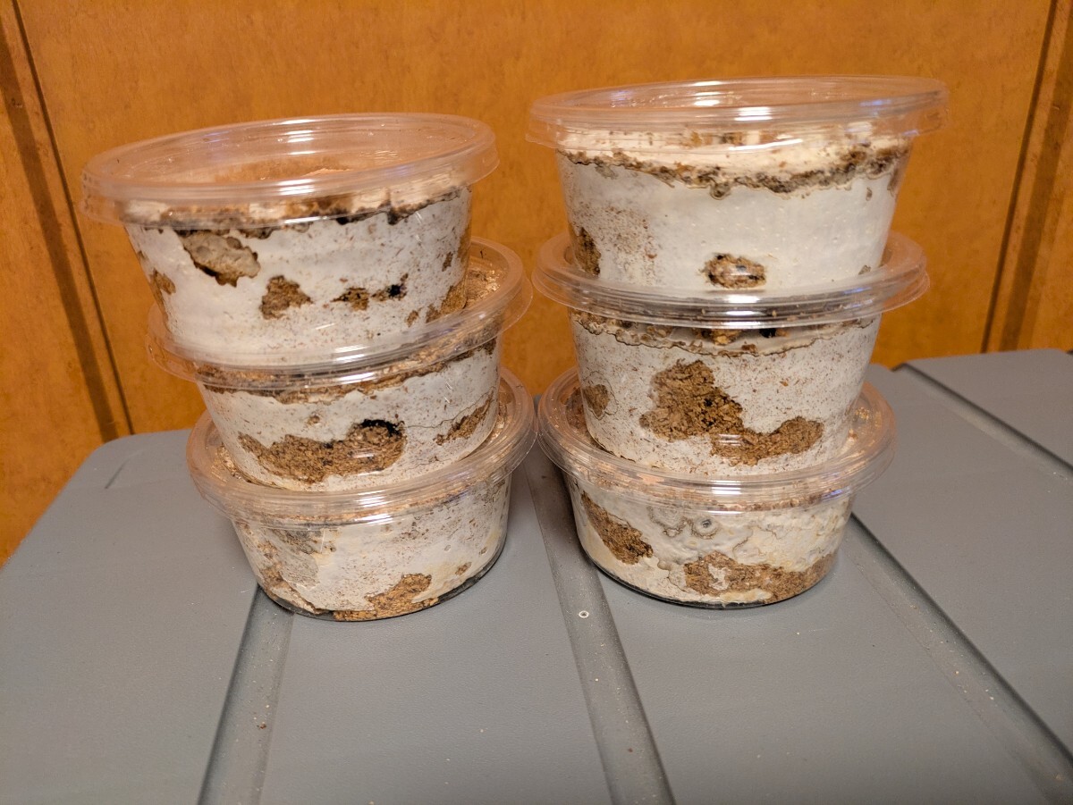 ババオウゴンオニクワガタ 初二令幼虫