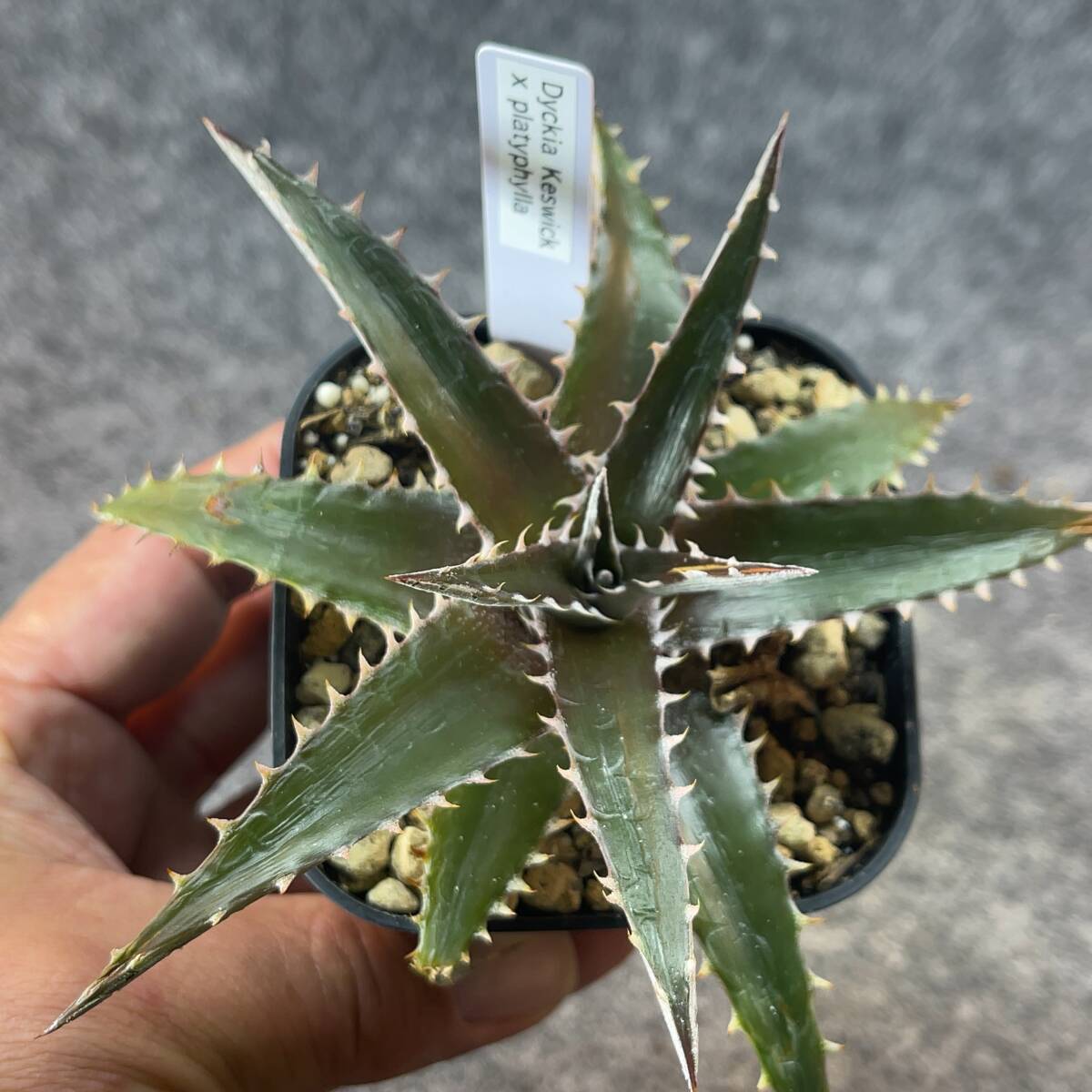 【鉢ごと発送】ディッキア?ケスウィック × プラティフィラ / dyckia keswick × platyphylla / 2.5號(hào)鉢 / 【現(xiàn)品】24-12-18-04