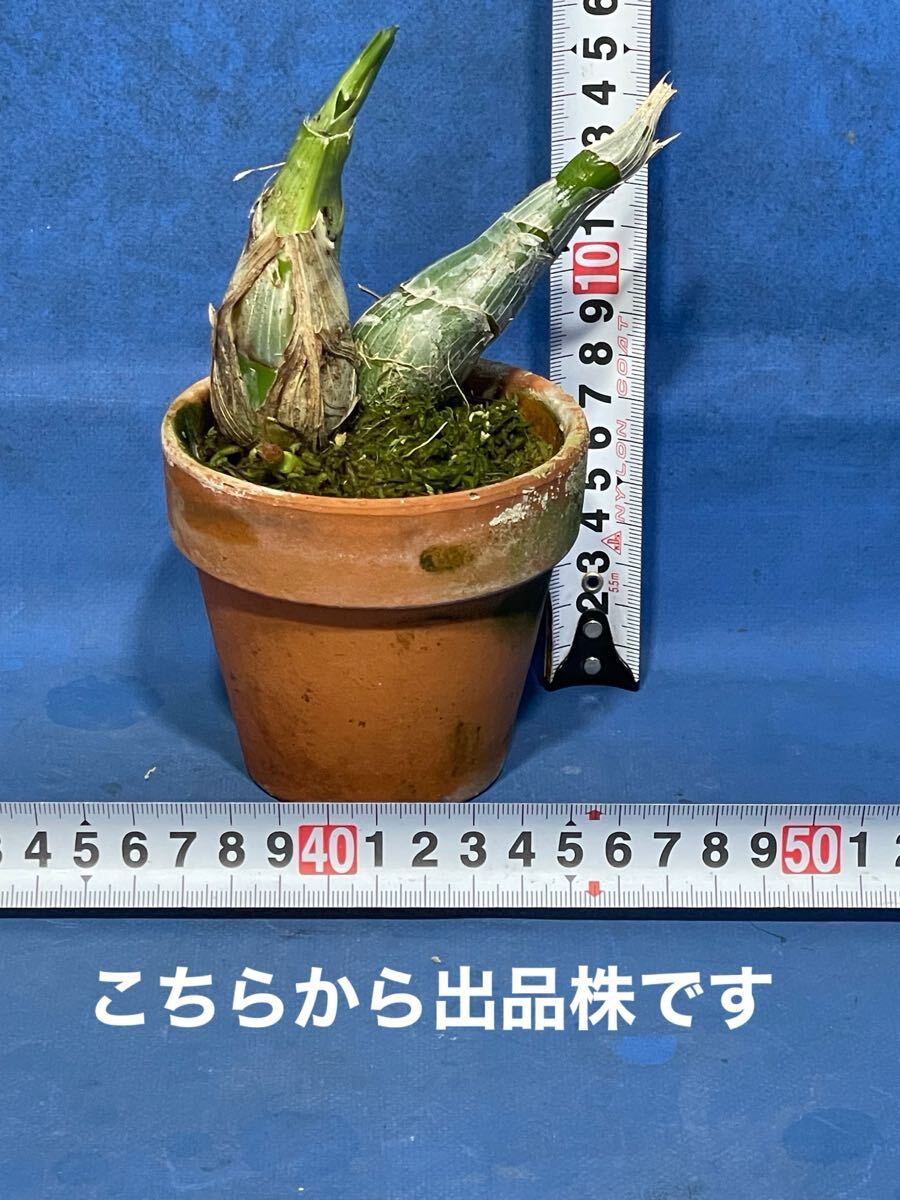 1207タケノコラン クロウエシア 'クイーン カノン' (オリジナル 1207タケノコラン クロウエシア 'クイーン カノン' (オリジナル