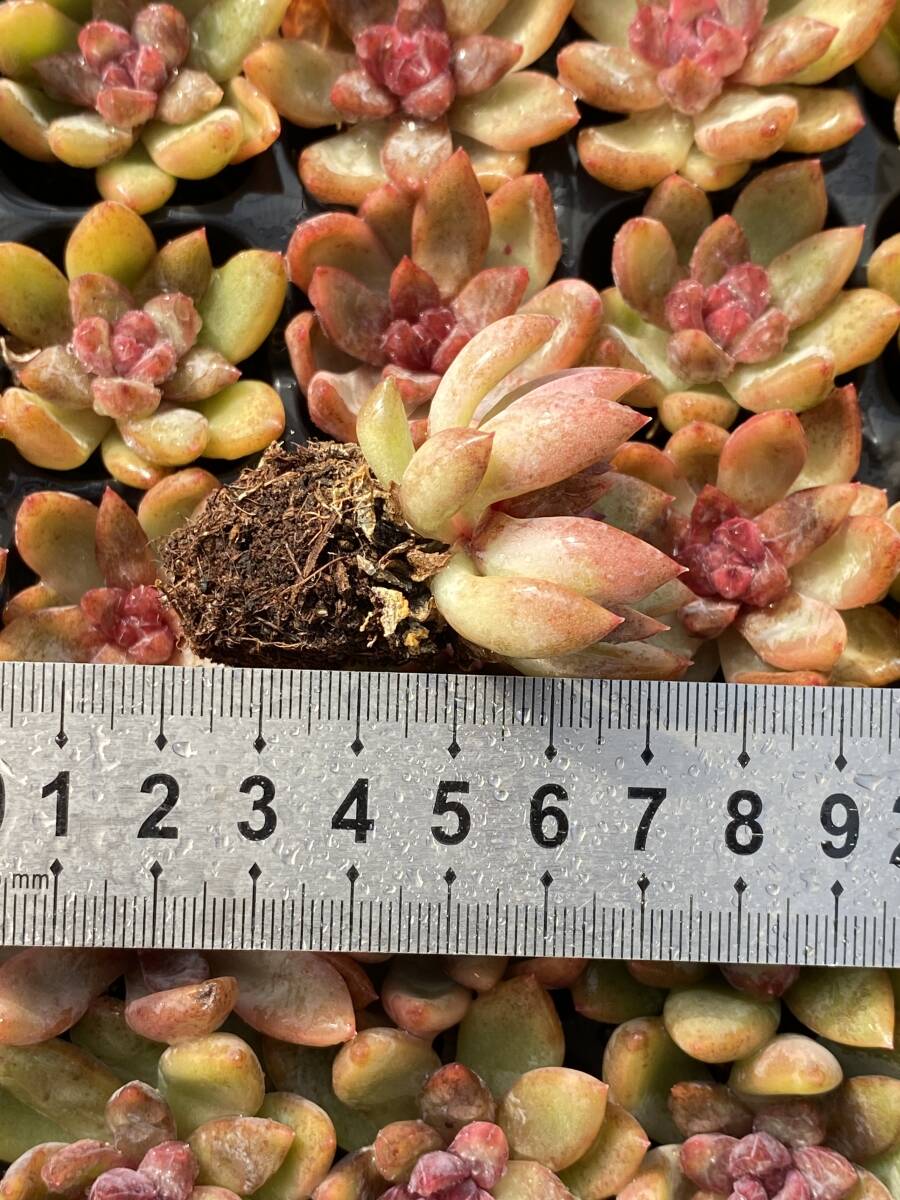 E5-2 紫の心 105 苗 土と根付き 多肉植物 エケベリア レア種 E5-2 紫の心 105 苗 土と根付き 多肉植物 エケベリア レア種