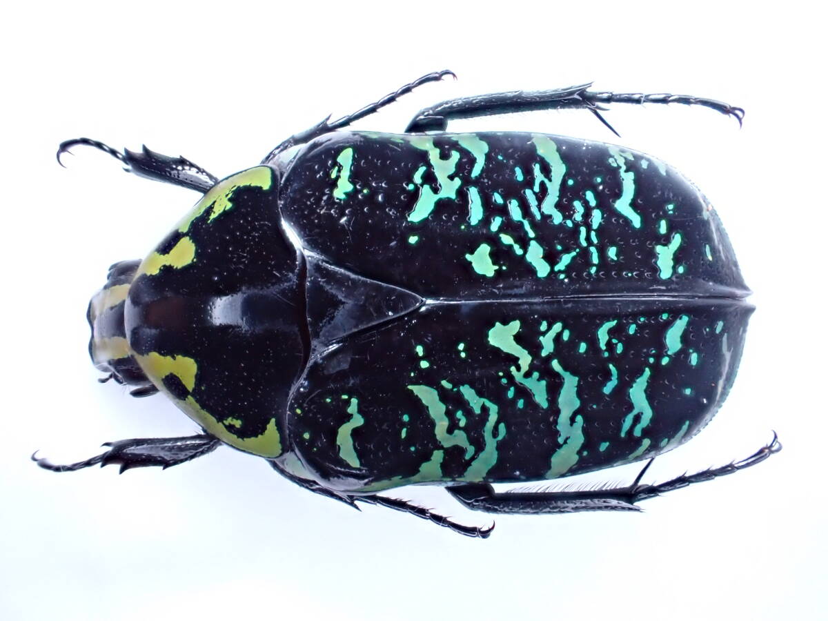 マダガスカル産 サザナミマラガシー ハナムグリ 未展脚標本 標本
