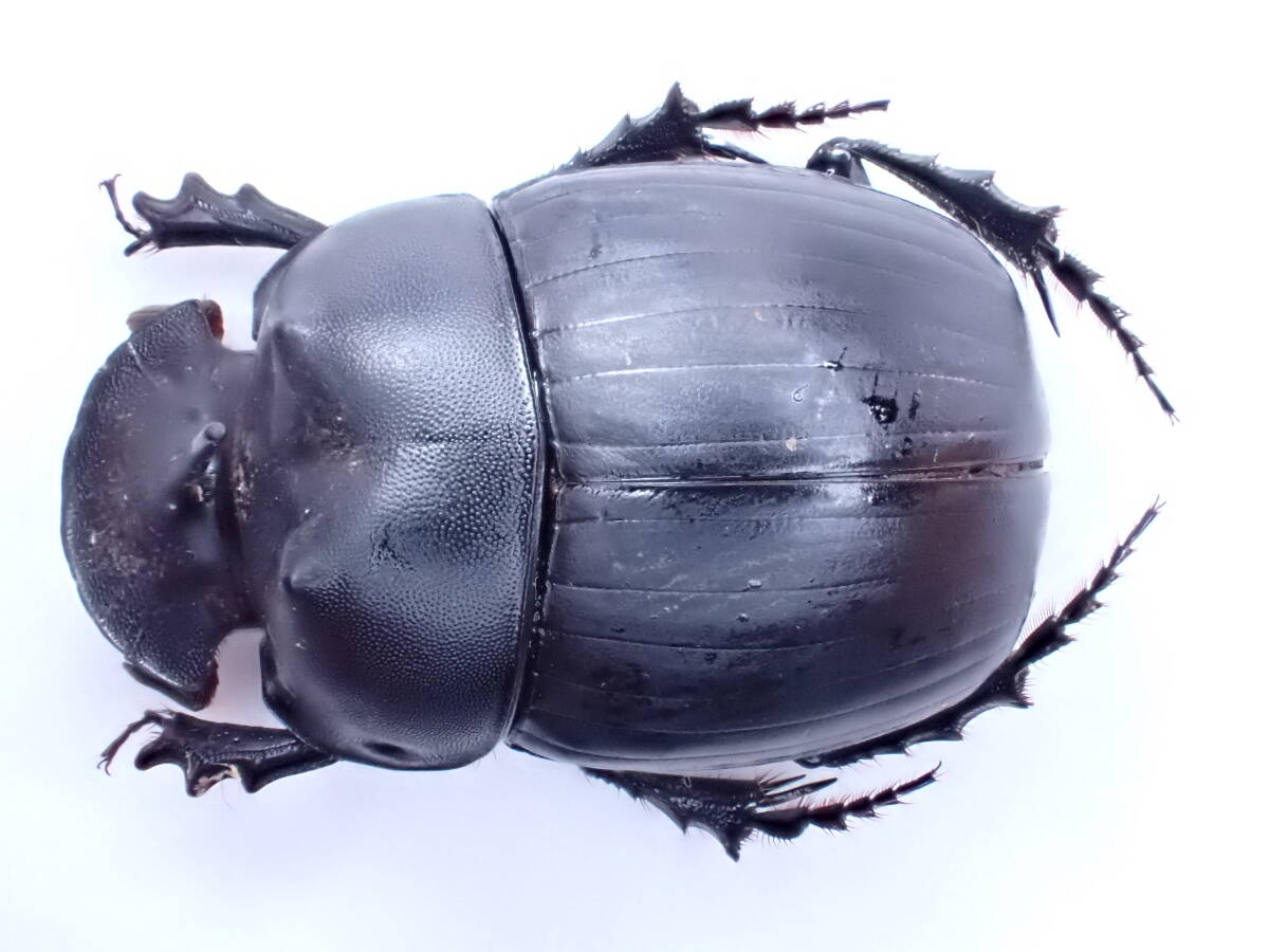 台湾産 ジャワダイコクコガネ ペア 未展脚標本 標本 昆虫標本 ダイコクコガネ コガネ 糞虫 ダイコク(虫類)|売買されたオークション情報、Yahoo!オークション(旧ヤフオク!) の商品情報をアーカイブ公開 - オークファン(aucfan.com) 台湾産 ジャワダイコクコガネ ペア 未展脚標本 標本 昆虫標本 ダイコクコガネ コガネ 糞虫 ダイコク(虫類)|売買されたオークション情報、Yahoo!オークション(旧ヤフオク!) の商品情報をアーカイブ公開 - オークファン(aucfan.com)