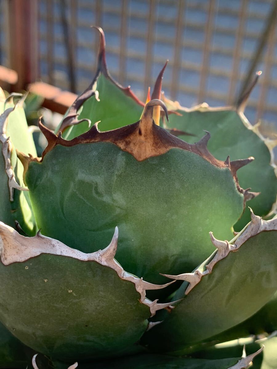 多肉植物アガベ チタノタ FO076|花、園芸 多肉植物アガベ チタノタ FO076|花、園芸