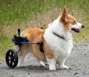 K-9中形犬用車椅子：コーギー他・レンタル・中古車