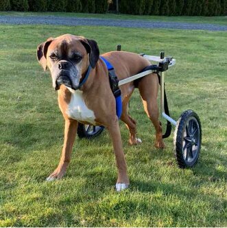 K-9大形犬用車椅子 レンタル・中古車|Yahoo!フリマ(旧PayPay K-9大形犬用車椅子 レンタル・中古車|Yahoo!フリマ(旧PayPay