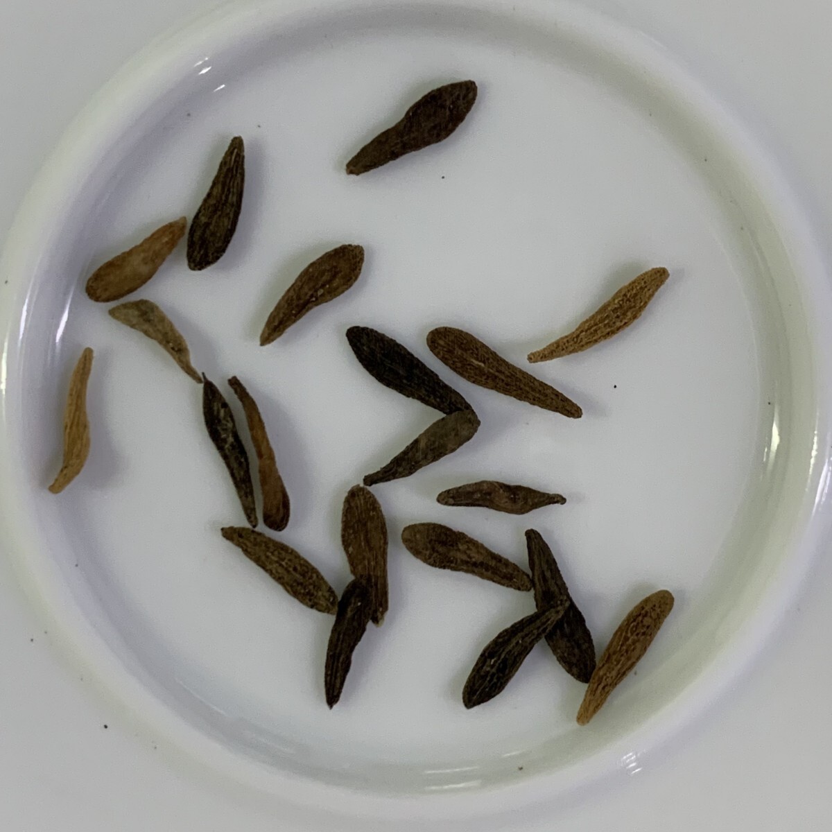 そたまるPachypodium Ambongense種子 20粒 そたまるPachypodium Ambongense種子 20粒 Pachypodium