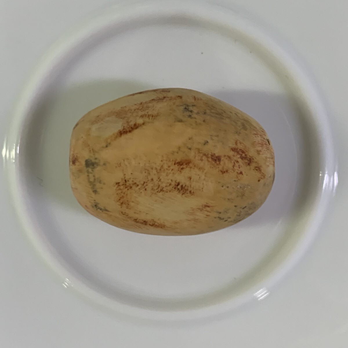 s175種子1粒エンセファラルトス Encephalartos munchii blue