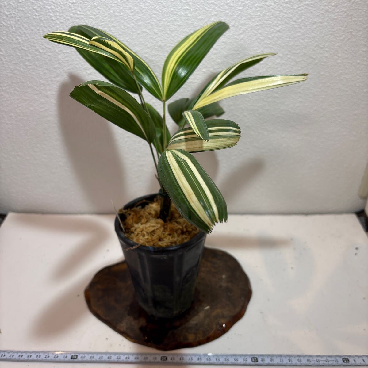観音竹＜白鳥の縞＞古典植物、富貴蘭、セッコク、斑入り、山野草
