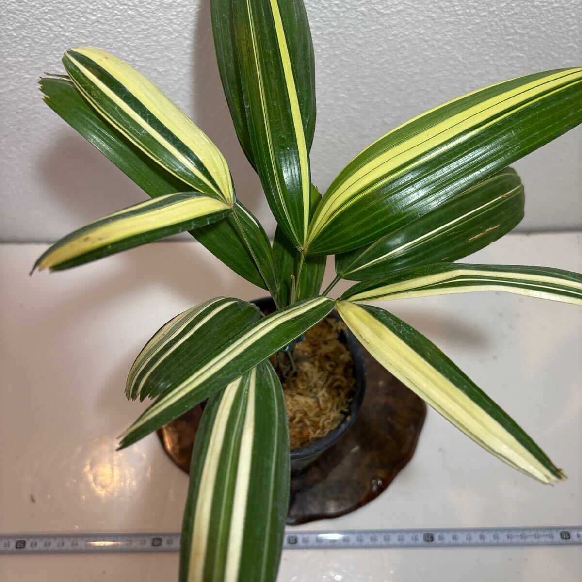 INZ観音竹【☆(白鳥の縞 Hakuchonoshima！)Rhapis Excelsa