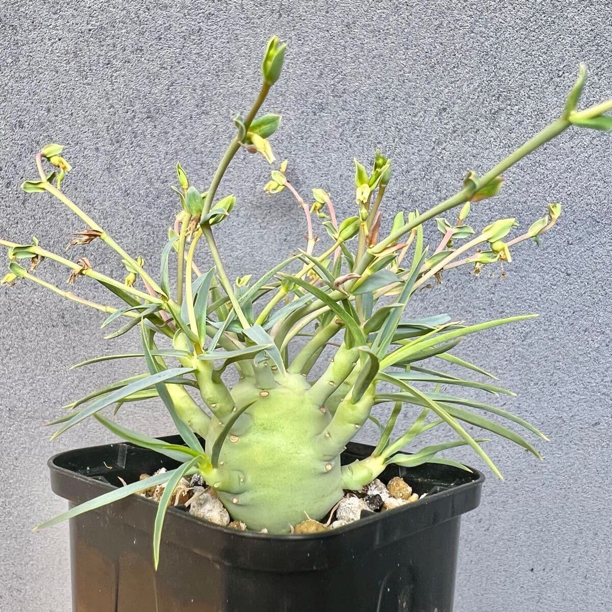 ユーフォルビア　エチュベルクローサ　実生　良型　親株サイズ　開花株　サボテン ユーフォルビア エチュベルクローサ 実生 良型 親株サイズ 開花