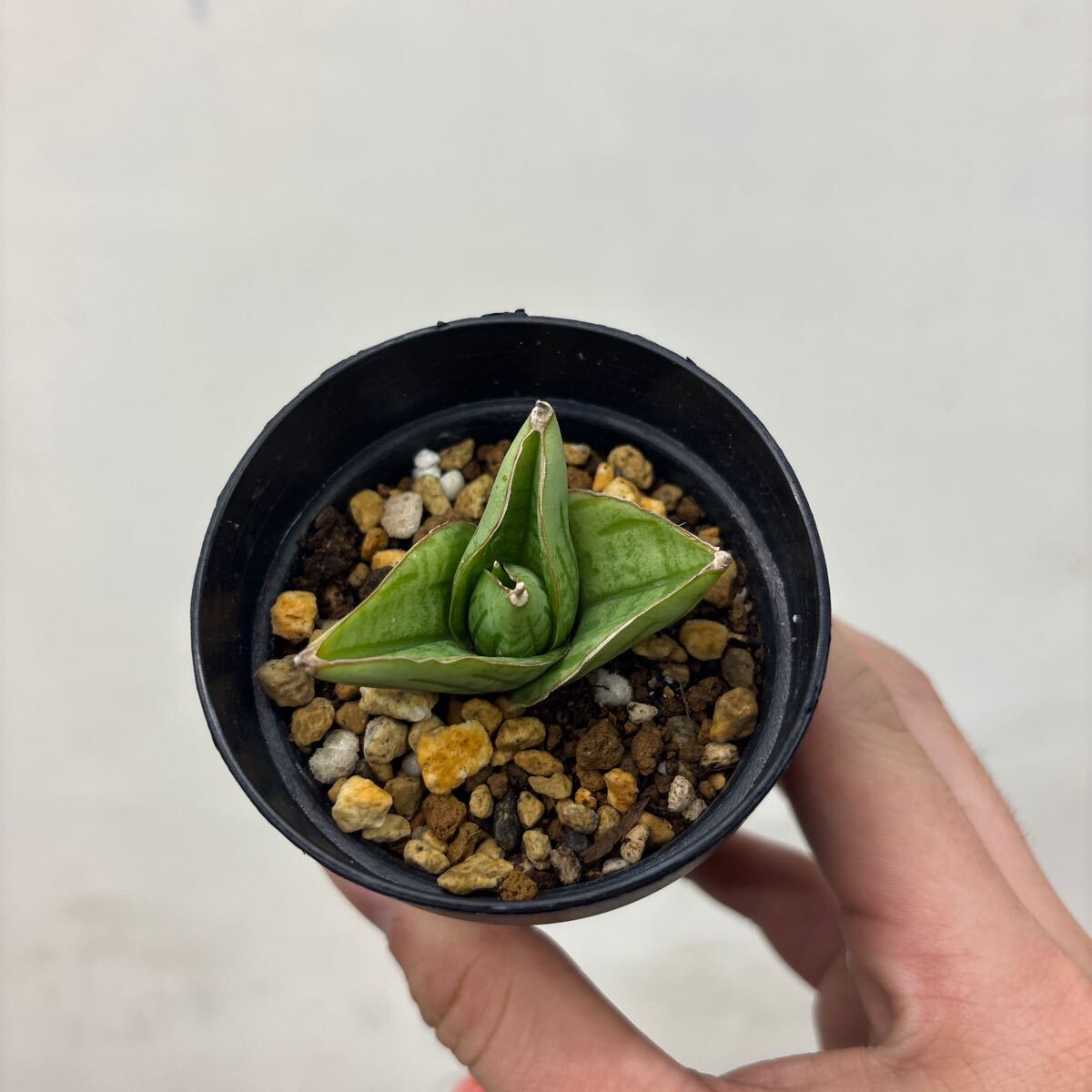 ［Pof］Sansevieria mini rose サンセベリア・ミニローズ