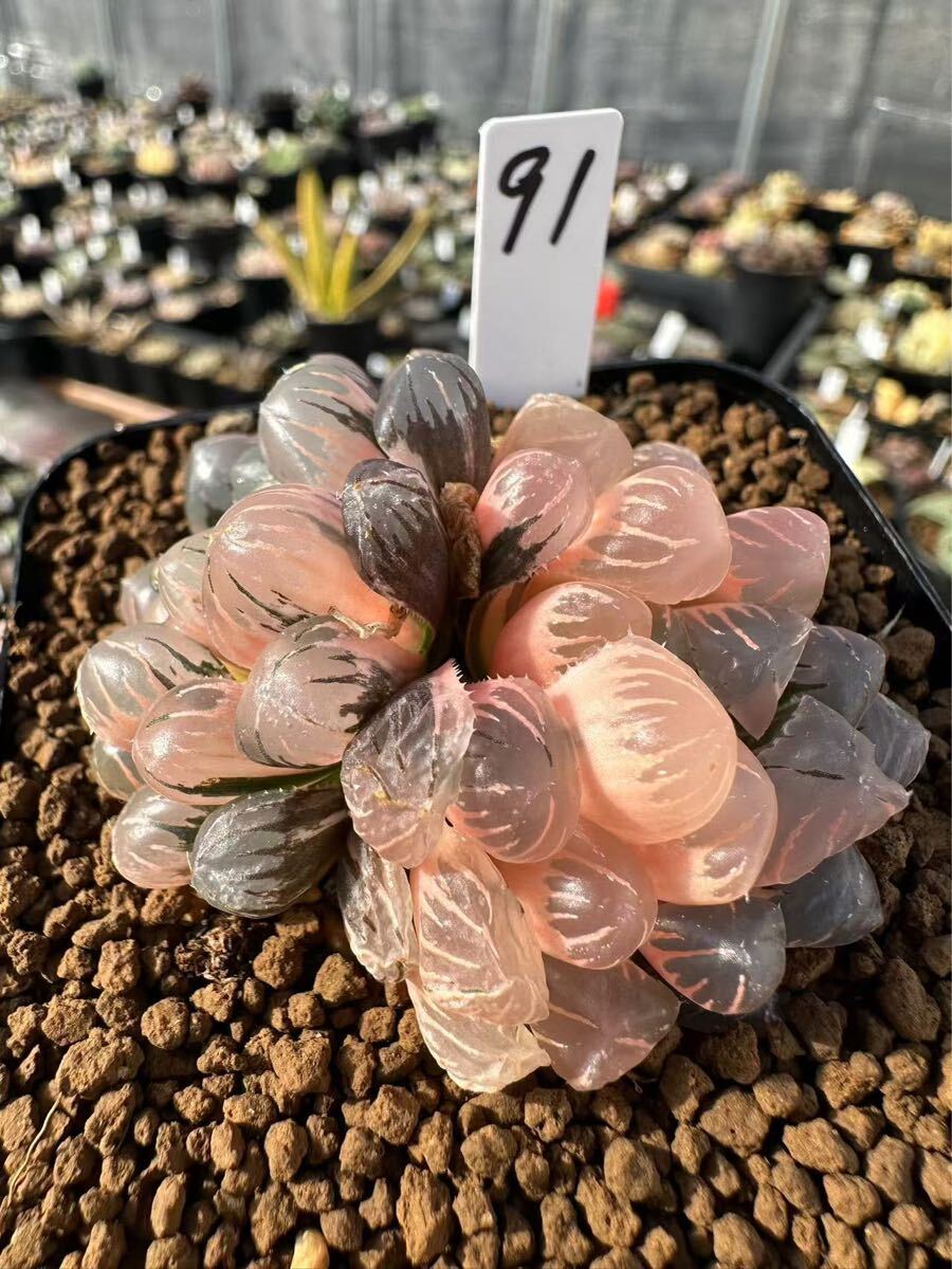 91 ハオルチア 多肉植物　OB-1錦双頭　自家繁殖
