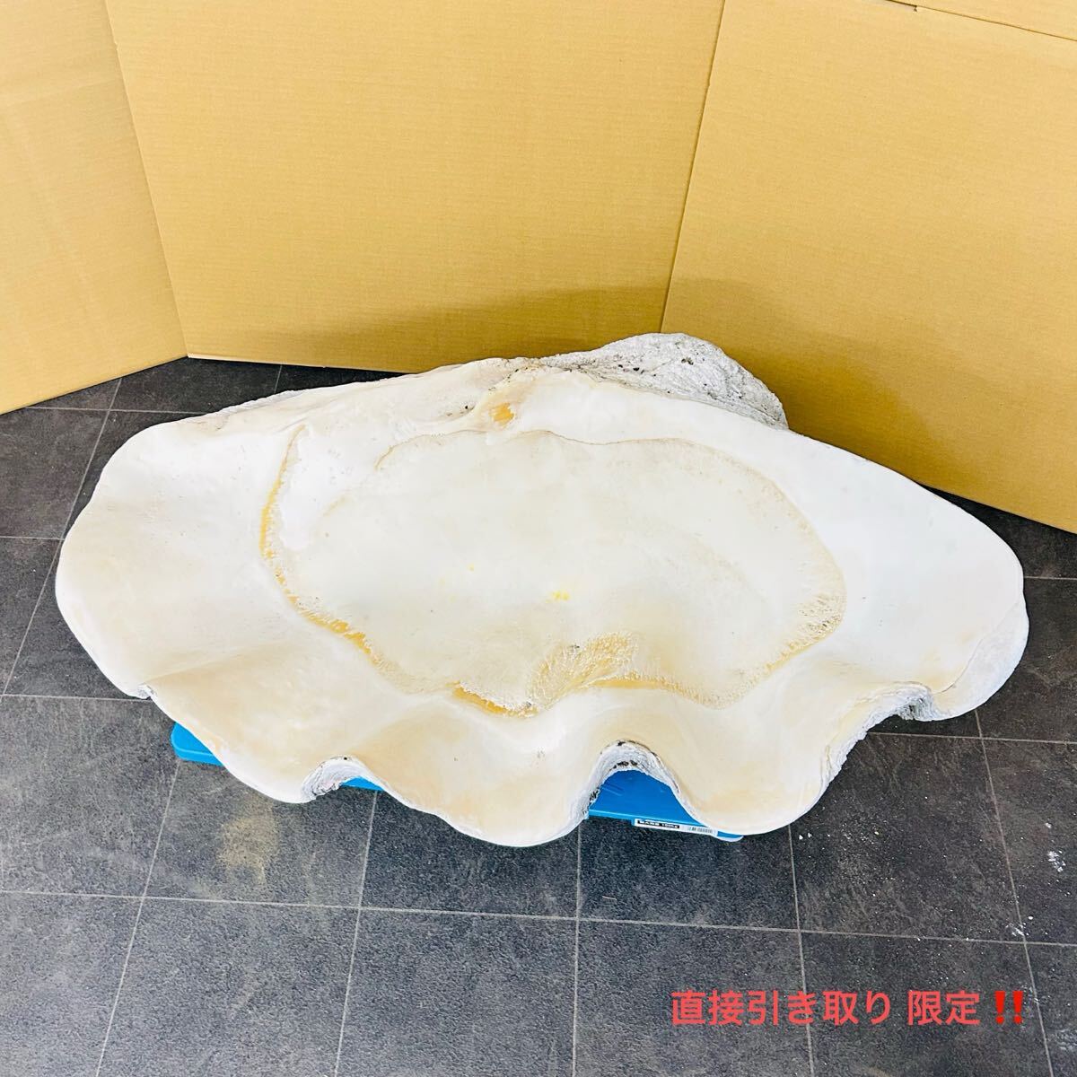 11SC218 オオシャコガイ 約 65.6kg 高 34cm 横 84cm 幅 55cm 11SC218 オオシャコガイ 約 65.6kg 高 34cm 横 84cm 幅 55cm