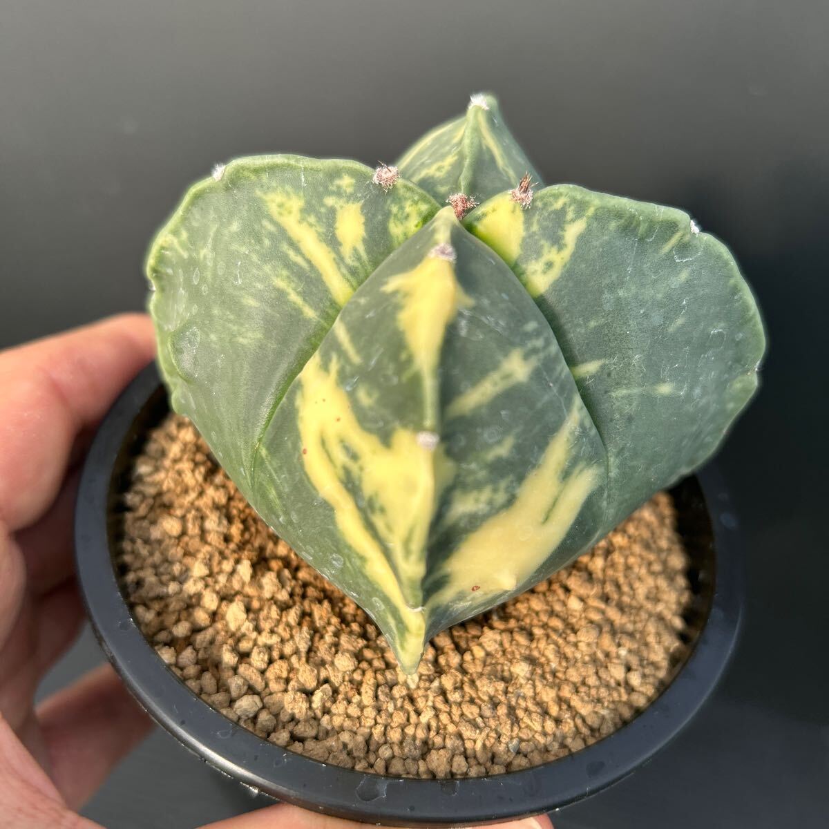 美斑 四角 碧瑠璃鸞鳳玉錦 実生 ヘキラン錦 アストロフィツム