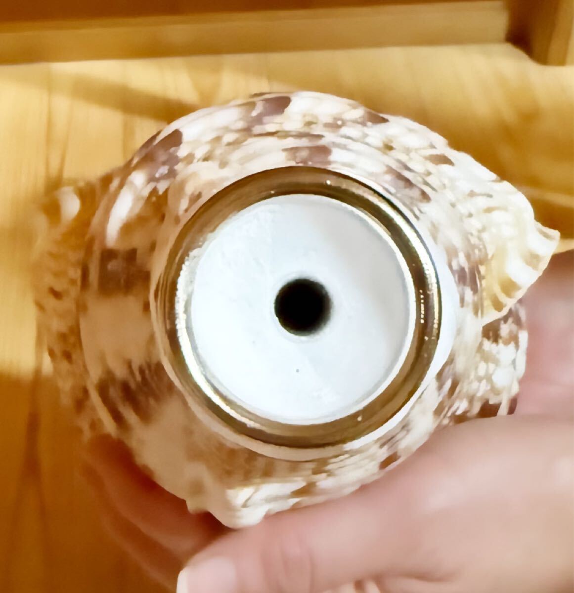 最大級44.5㎝修験道法螺貝 山伏 密教 魔除け 熊よけ ほら貝 最大級44.5㎝修験道法螺貝 山伏 密教 魔除け 熊よけ ほら貝