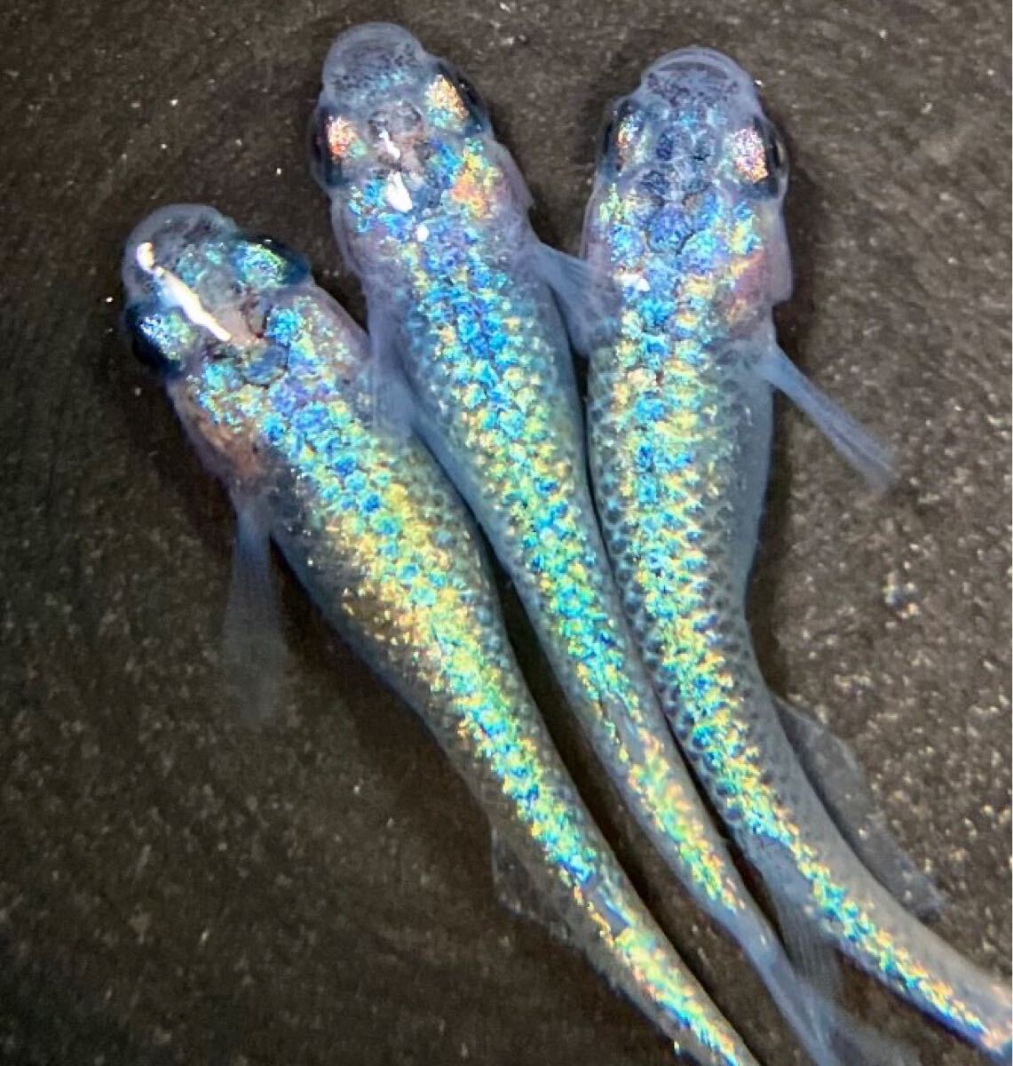 ◇つつじめだか◇ 現物 極上 ユリシス 2ペア U1|魚類、水生生物 ◇つつじめだか◇ 現物 極上 ユリシス 2ペア U1|魚類、水生生物